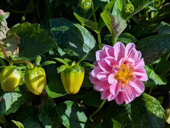 Pink flower with three buds in a green shrub