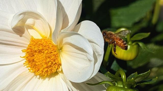 A bee flying on a white flower with yellow pollen core