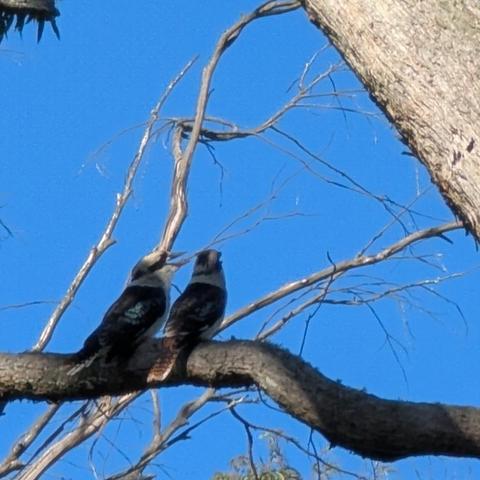 Two kookaburras singing their rain song on a tree limb high up