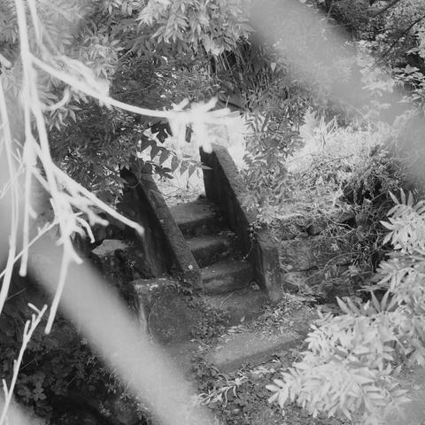 A square black and white photo taken in the front of a fence, looking at a small stair made of stone (concrete?) of 3 steps and hand rails. A lot of vegetation is around it