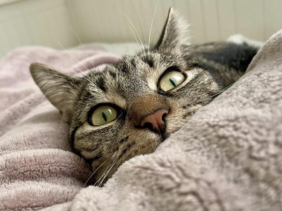A close-up of a lounging cat with striking green eyes, resting comfortably on a soft, pink blanket. The cat's fur is patterned with stripes and spots, adding to its expressive features.