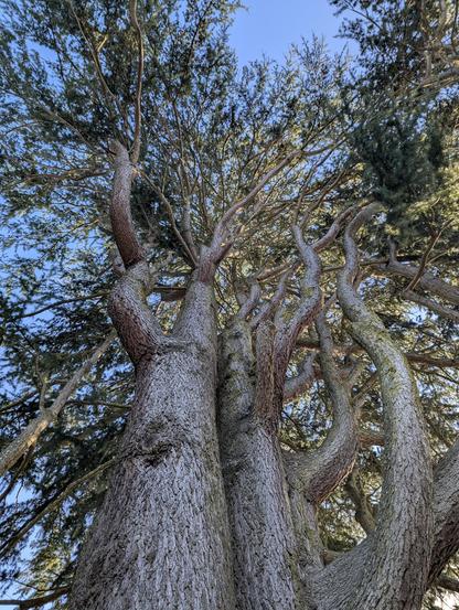 in an urban park the vast multiple trunks of a huge Himalayan Cedar