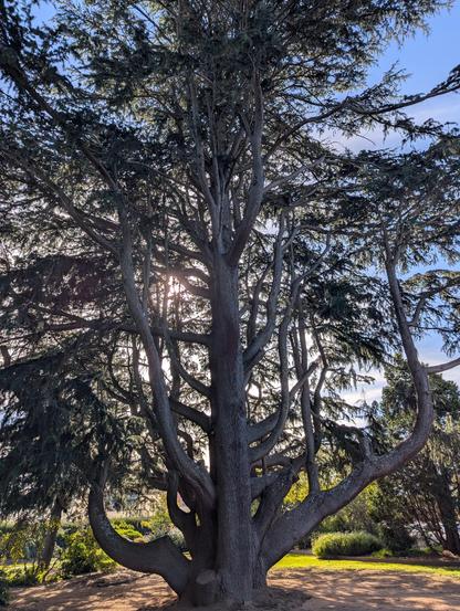 in an urban park the vast multiple trunks of a massively huge Himalayan Cedar