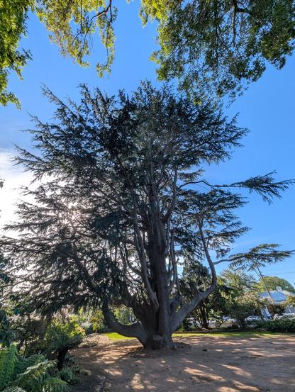 in an urban park the multiple trunks of a massively huge Himalayan Cedar