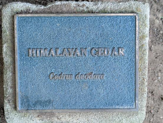 Plaque in an urban park naming a huge 
Himalayan Cedar