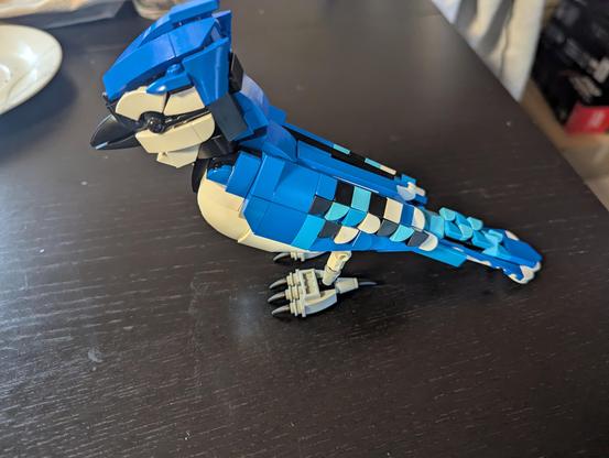 The same blue jay from a different angle.