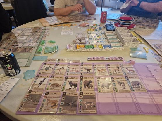 View of a purple game board partially filled with cards showing various animals you can find in Africa. Other personal and shared boards are in view, as are other cards, and tokens in animal shapes as well as cubes and discs
