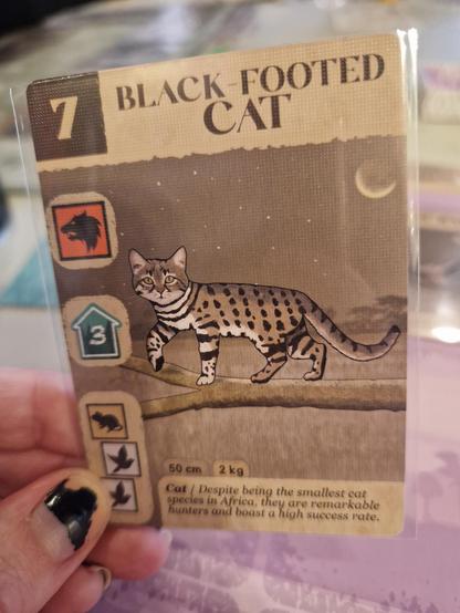 Game card showing a black footed cat
