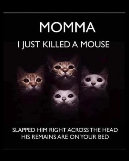 (4 cats on a black background) MOMMA I JUST KILLED A MOUSE SLAPPED HIM RIGHT ACROSS THE HEAD HIS REMAINS ARE ON YOUR BED