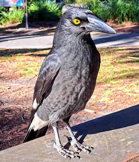 Curious pied currawong perched on a wooden bench in a park on a sunny morning, peering into the camera. He's so close you can see the vivid yellow eyes.