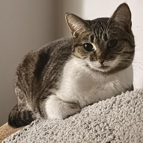 Brown & white Tabby sitting on the back of the couch, looking at me with a face full of skepticism