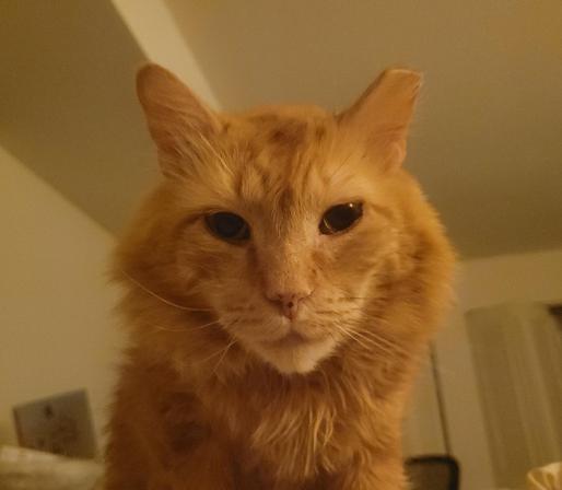 A headshot of an older male cat, with one ear clipped to indicate he was a neutered stray. He has orange fur, poofy cheeks, and demands to be fed.