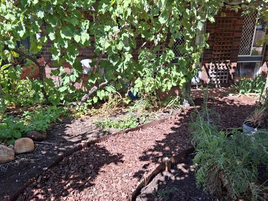 A garden path of mulch has edges of corrugated metal. The path leads towards the house. A grapevine pergola is seen