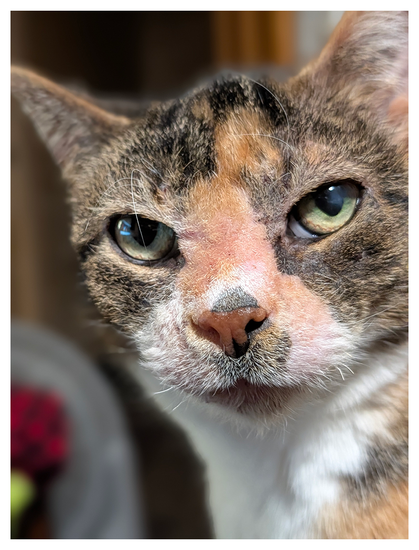 close-up of a calico cat with green eyes making eye contact and clearly wanting something. but what? background is out of focus.