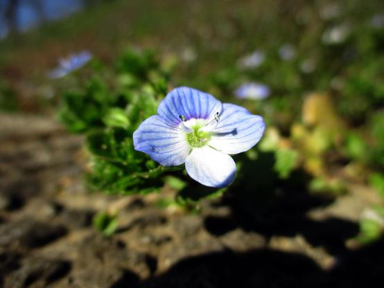 Une véronique de Perse en gros plan qui profite du soleil printanier.

A Persian speedwell in close-up enjoying the spring sun.