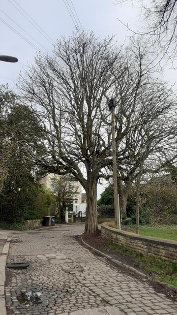A horse chestnut tree against a grey sky. Beside it is a green area bordered by a low stone wall, with other trees and in the background is a large Victorian house. The road in front is cobbled, with puddles. 

The tree is mostly bare, as is small laburnum tree is in front of the chestnut, and the part of overhanging tree in the foreground. But small leaves are forming.

Telephone wires cut across the sky from a telegraph pole next to the tree.