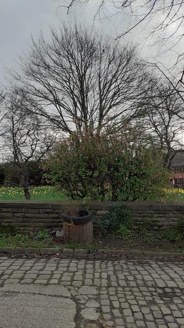 A photo of a sycamore tree in the middle of a green space. Between the camera and the green is a low stone wall, and in front of that, a cobbled road. On the verge is a planter made of vertical planks, with a tyre fixed round the top. There is a small bare shrub in the planter. Behind the wall, is a large shrub and a small tree to the left. All the trees are bare. But there are new leaves and pink flowers visible on the shrub.

The sky is hazy grey.