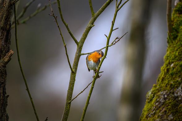 Ein Rotkehlchen sitzt auf einem dünnen Zweig, der fast vertikal zwischen bemoosten dicken Ästen gewachsen ist. Das Rotkehlchen hat den Kopf geneigt und leicht zur Seite gedreht, um die betrachtende Person genau im Auge zu haben, was ihm einen sehr neugierigen Ausdruck verleiht.
