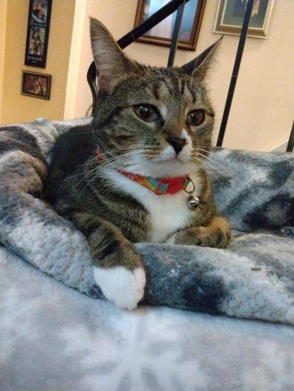 Lying cozily in her nest of grey and white blankets on top of a low cat tower by a stairway is Pax, our brown tabby cat with white markings.  Her big amber-colored eyes are gazing to the right.  One little white mitten is draped over the edge of the nest.  A red and blue collar with a silver bell adorns her neck.