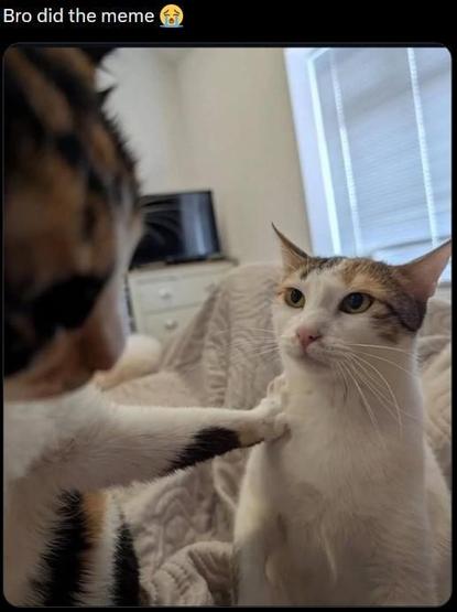A close-up shot of two cats on a bed. One cat is extending its paw towards the other cat's chest as if playfully pushing or poking it. The second cat is sitting upright, looking surprised or concerned. There's a caption at the top of the image that reads, "Bro did the meme," followed by a crying emoji.