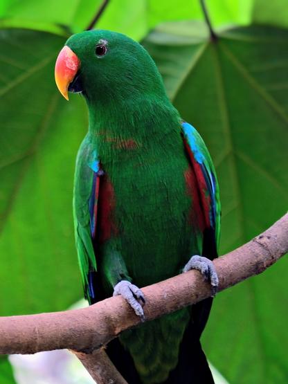 Image description: A photo of a male bird perched on a thick, brown tree branch. The bird has bright, emerald-green plumage with flashes of turquoise and red visible under its wings. Its beak is a striking "candy corn" gradient of orange and yellow. The background consists of large, soft-focus green leaves, creating a lush, tropical feel.

Clue: Known for being one of the most sexually dimorphic birds on the planet, the males are brilliant green while the females are a completely different vivid red and purple. For years, early ornithologists actually thought they were two different species!

Fun Fact: Unlike many others of its kind that have "dusty" feathers, these birds lack a uropygial gland (preen gland). Instead, they have specialized feathers that break down into a fine powder to help keep them clean and waterproof.

Source: Gemini 3 (Edited)

📷: Photo by ignartonosbg via Pixabay 
https://pixabay.com/users/ignartonosbg-21428489/