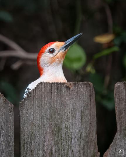 Color photo of the head of a male red-bellied woodpecker in profile as it sticks up from behind a wooden fence board.