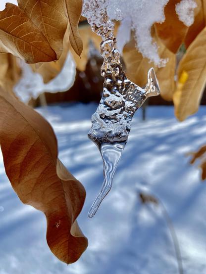 A strangely shaped icicle hanging among shingle oak leaves. The background is sunny snow with tree shadows. That leaves are warm and golden, and the ice and snow are cool and blue.
