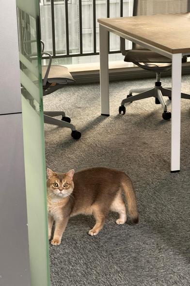 A ginger cat with a white belly is standing on a carpeted office floor, looking directly at the camera. The room has office furniture, including chairs and desks, and a wall with large windows in the background.