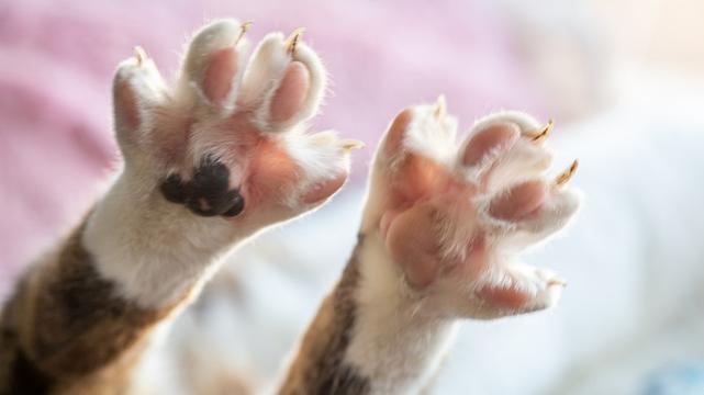 A close up photo of a cute pair of white kitty paws with pink and black pads, the toes all stretched and cute!