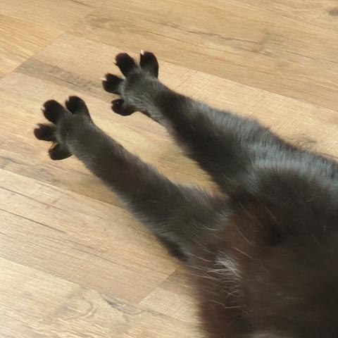 A forward view of a black kitty's stretched out legs, toes spread wide.