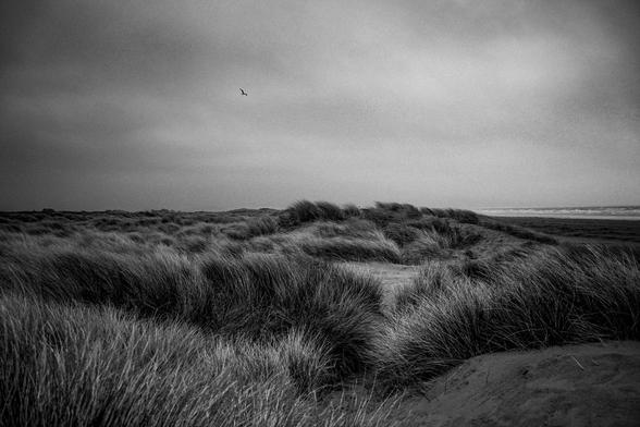 A high contrast black and white photograph of coastal sand dunes covered in tall, windswept beach grass under a heavy, overcast sky.