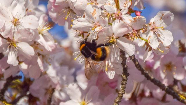 Eine Hummel hängt an einer Kirschblüte