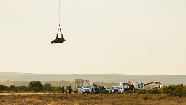A rhino hangs upside down as it is lifted into the air as conservationists watch from vehicles on the ground (Credit: Micky Wiswedel WWF)