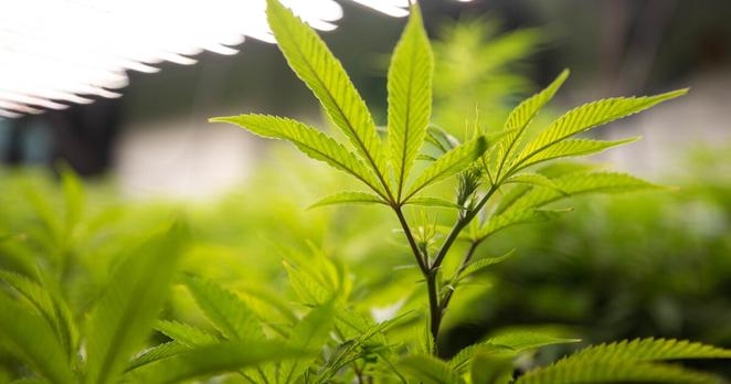 Cannabis plants are pictured at Greenbelt Botanicals on Nov. 10, 2021. Michael Minasi/KUT