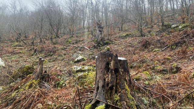 Trees and tree stumps in Vrana e Madhe, Albania. | Image: Elona Elezi/DW