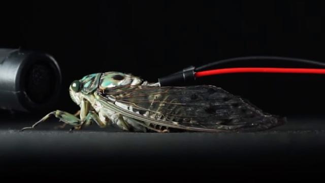 closeup of a cicada with a wire attaching its implanted electrodes to a loudspeaker system closeup of a cicada with a wire attaching its implanted electrodes to a loudspeaker system