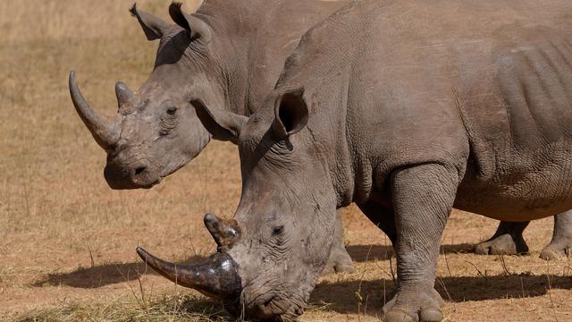 Poachers have killed over 100 rhinos in South Africa this year