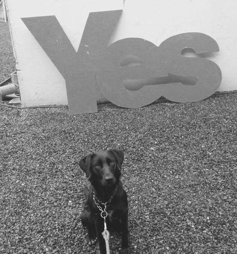 Yes sign with a dog sitting in front of it