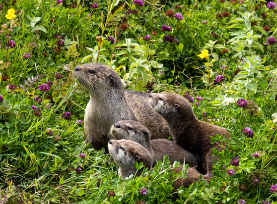 The River Otter's Remarkable Comeback - The River Otter's Remarkable Comeback
