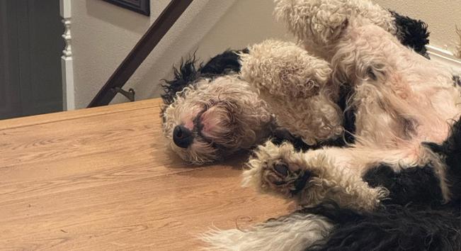 Uly Pupdate: Uly turns two! - Uly Pupdate: Uly turns two!