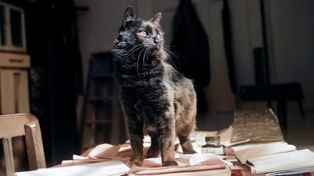 The CIA once trained cats to be Cold War spies - The CIA once trained cats to be Cold War spies