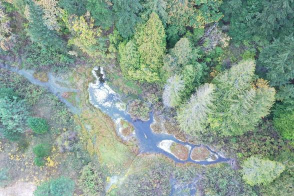 Conservation Organization Acquires Rare Old-Growth Forest for an IPCA - Conservation Organization Acquires Rare Old-Growth Forest for an IPCA