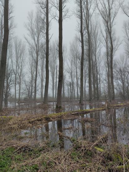 Paranatellonta - Paranatellonta