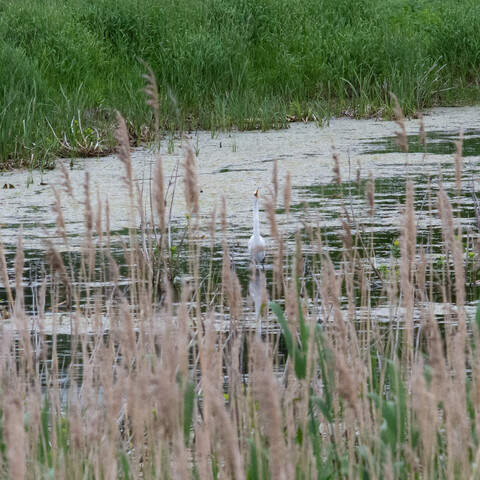 A white egret with a long neck extended to yell at the sky in a marsh area surrounded by green tall grass and reeds.