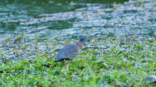A green heron extending its curvy neck to hunt in a green, murky marshland.