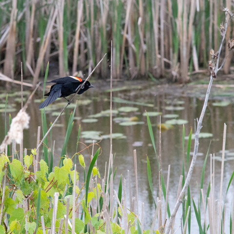 A red winged blackbird clinging to a long branch extending over the grasses at the edge of a small pond surrounded by marshland. It's tail is flared out as it gears up to hop to the next branch.