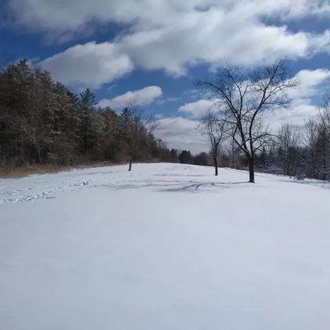 A hill with a couple of bare trees covered in snow under a blue sky with white clouds, and forests to refute side of it