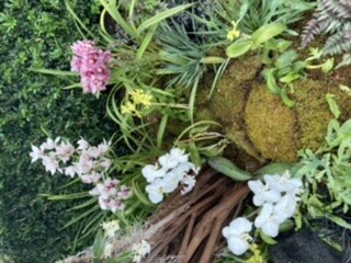Close up shot of planted blooming white and pink orchids over bed of moss. 