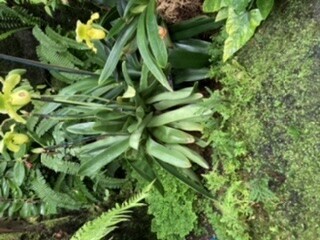 Photo of moss with two lonely yellow orchids. 