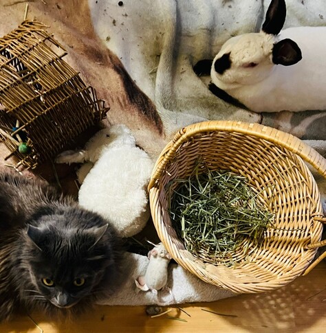 White bunny with black ears, nose and paws, sitting on a blanket with basket of hay between her and a long haired gray cat. 